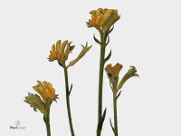 Anigozanthos 'Mini Sunlight'