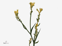 Anigozanthos flavidus 'Bush Gold'