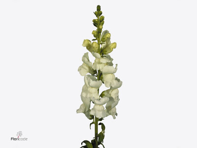 Antirrhinum majus 'Potomac White'