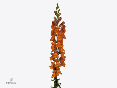 Antirrhinum majus 'Potomac Dark Orange'