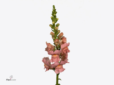 Antirrhinum majus 'Potomac Early Pink'