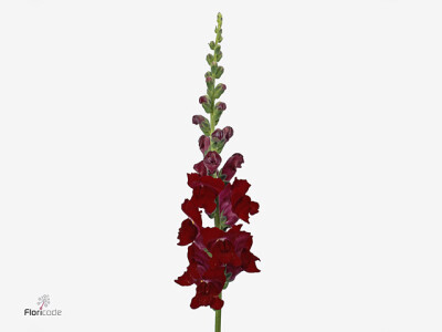 Antirrhinum majus 'Potomac Red'