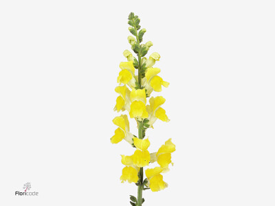 Antirrhinum majus 'Potomac Yellow'