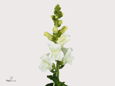 Antirrhinum majus 'Animation Wit'