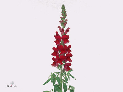 Antirrhinum majus 'Costa Velvet'