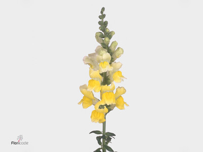 Antirrhinum majus 'Opus Yellow'