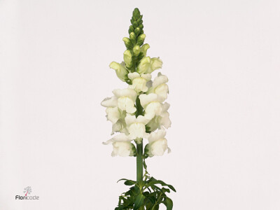 Antirrhinum majus 'Opus White'