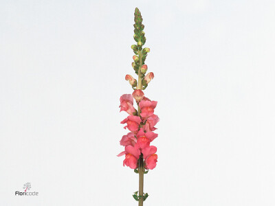 Antirrhinum majus 'Monaco Rose'