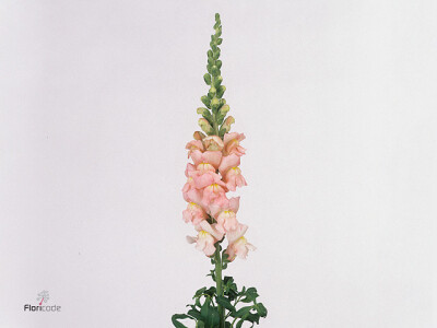 Antirrhinum majus 'Cool Pink'