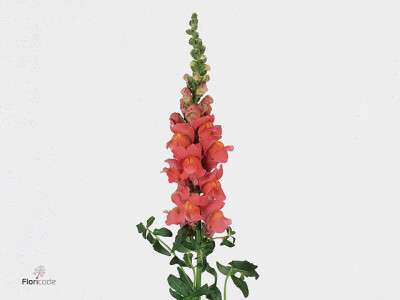 Antirrhinum majus 'Cool Rose'