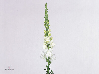 Antirrhinum majus 'Cool White'