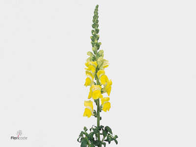 Antirrhinum majus 'Cool Yellow'