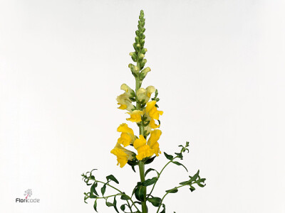 Antirrhinum majus 'Monaco Yellow'