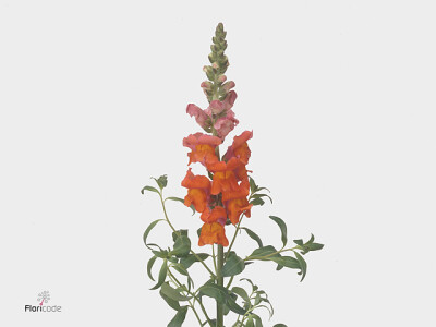 Antirrhinum majus 'Animation Orange'