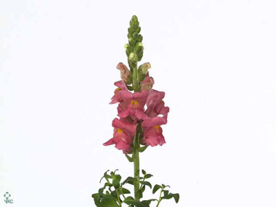 Antirrhinum majus 'Animation Rose'