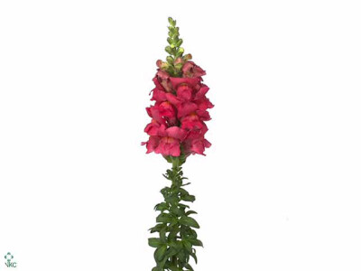 Antirrhinum majus 'Opus Rose'