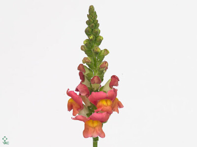Antirrhinum majus 'Cool Orange Bicolor'