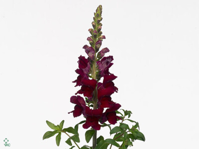 Antirrhinum majus 'Connexion Red'