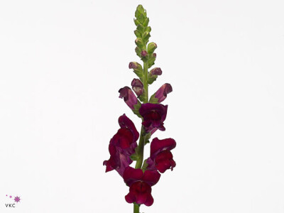 Antirrhinum majus 'Opus Red'