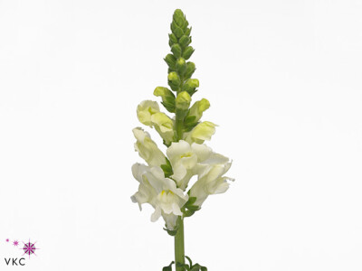 Antirrhinum majus 'Potomac Ivory White'