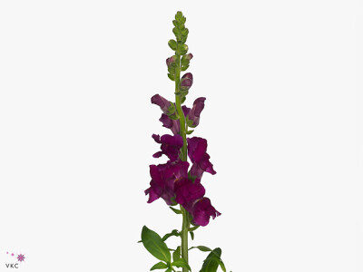 Antirrhinum majus 'Animation Royal Purple'