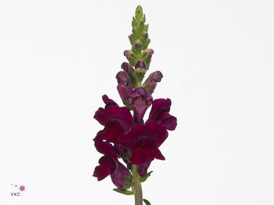 Antirrhinum majus 'Potomac Crimson'