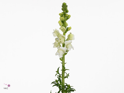 Antirrhinum majus 'Costa Summer White'