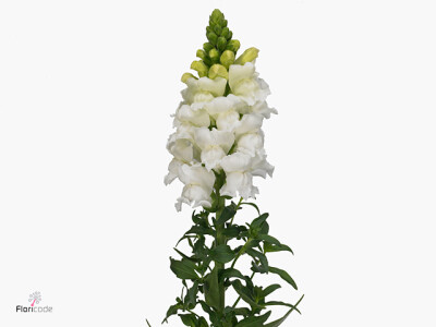 Antirrhinum majus 'Antibes White'