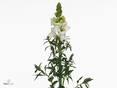 Antirrhinum majus 'Avignon White'