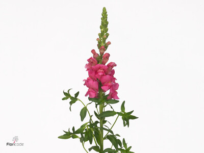 Antirrhinum majus 'Avignon Rose'