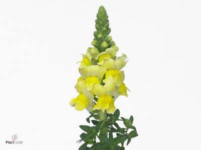 Antirrhinum majus 'Antibes Yellow'