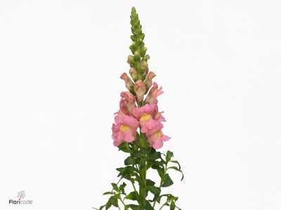 Antirrhinum majus 'Antibes Pink'