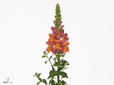 Antirrhinum majus 'Antibes Orange'