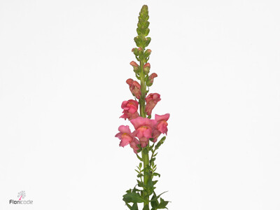 Antirrhinum majus 'Antibes Rose'