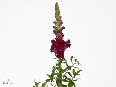 Antirrhinum majus 'Antibes Red'