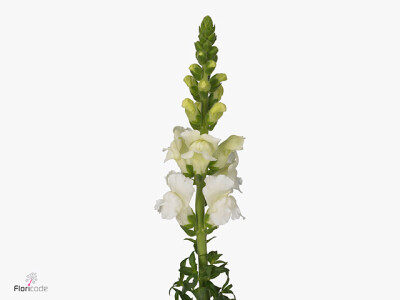 Antirrhinum majus 'Cannes White'