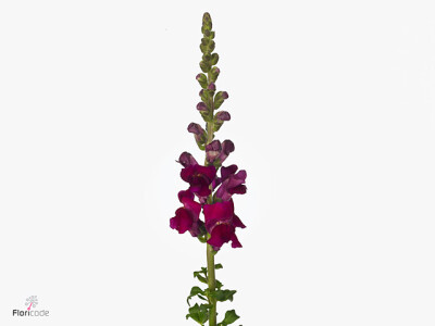 Antirrhinum majus 'Avignon Magenta'