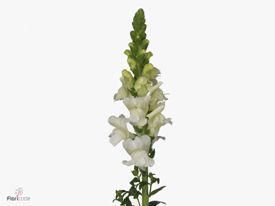 Antirrhinum majus 'Orleans White'