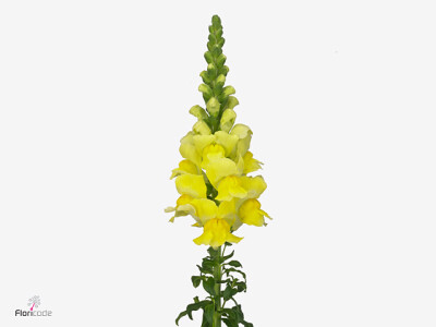 Antirrhinum majus 'Legend Yellow'