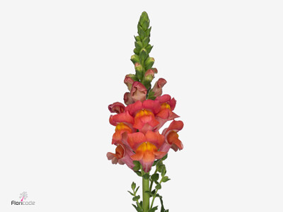 Antirrhinum majus 'Costa Summer Orange'