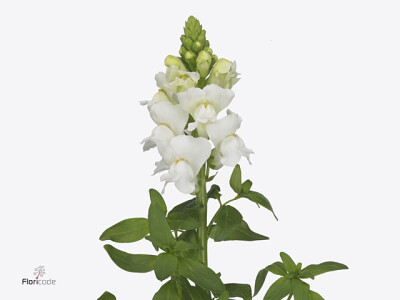 Antirrhinum majus 'Legend White'