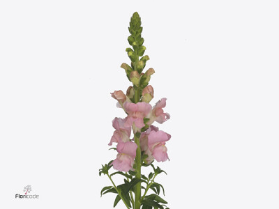 Antirrhinum majus 'Maryland Pink'