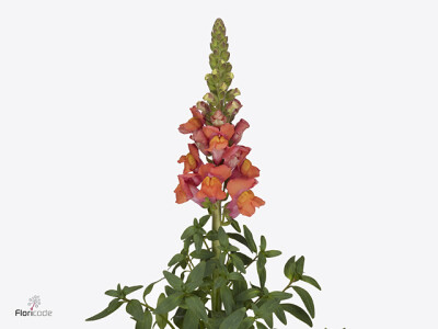 Antirrhinum majus 'Cool Orange'