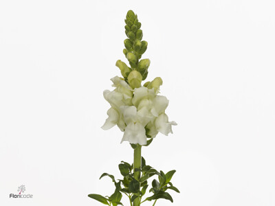 Antirrhinum majus 'Animation White Imp'