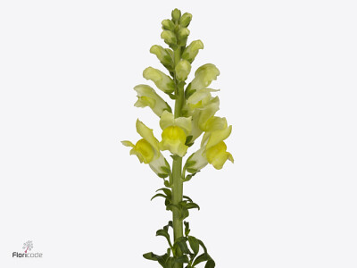 Antirrhinum majus 'Admiral Yellow'