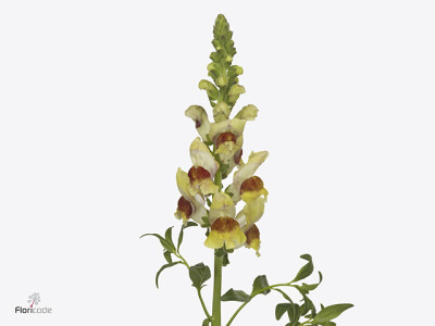 Antirrhinum majus 'Avignon Bicolor Yellow'