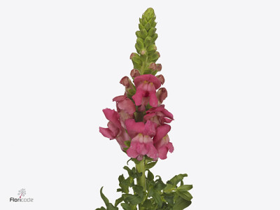 Antirrhinum majus 'Avignon Cherry Rose'