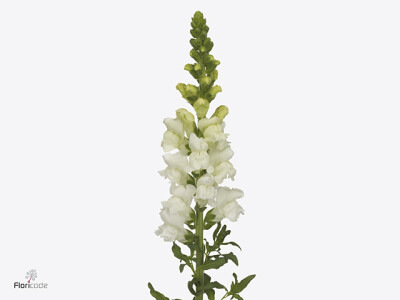 Antirrhinum majus 'Avignon White Imp'