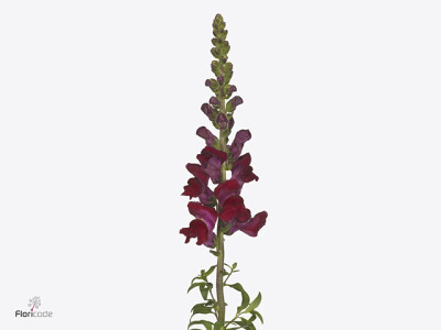 Antirrhinum majus 'Avignon Dark Red'