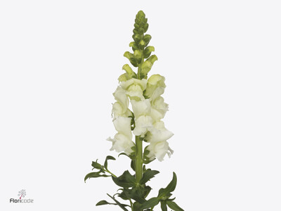 Antirrhinum majus 'Cannes Early White'